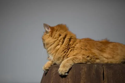 Beautiful red cat Stock Photos