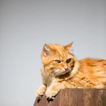 Beautiful red cat Stock Photos