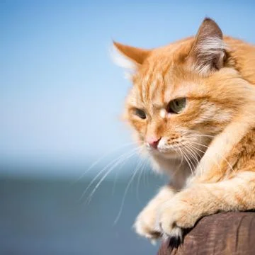 Beautiful red cat Stock Photos