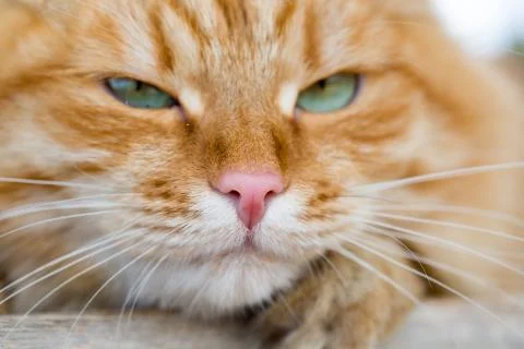 Beautiful red cat Stock Photos
