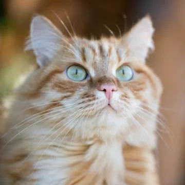Beautiful red cat Stock Photos
