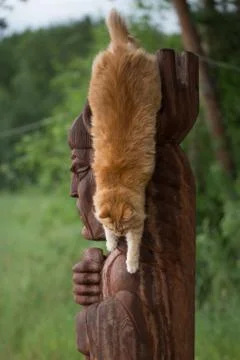 Beautiful red cat Stock Photos