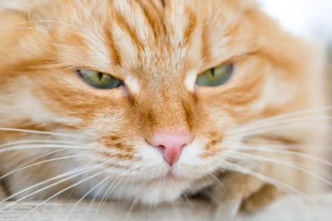 Beautiful red cat Stock Photos
