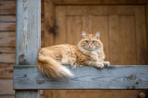 Beautiful red cat Stock Photos
