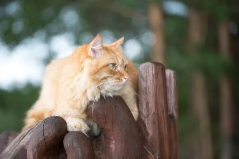 Beautiful red cat Stock Photos