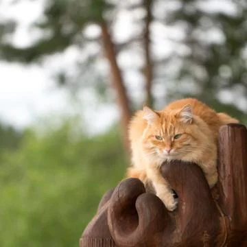 Beautiful red cat Stock Photos