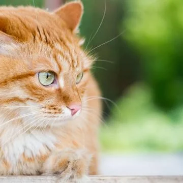 Beautiful red cat Stock Photos