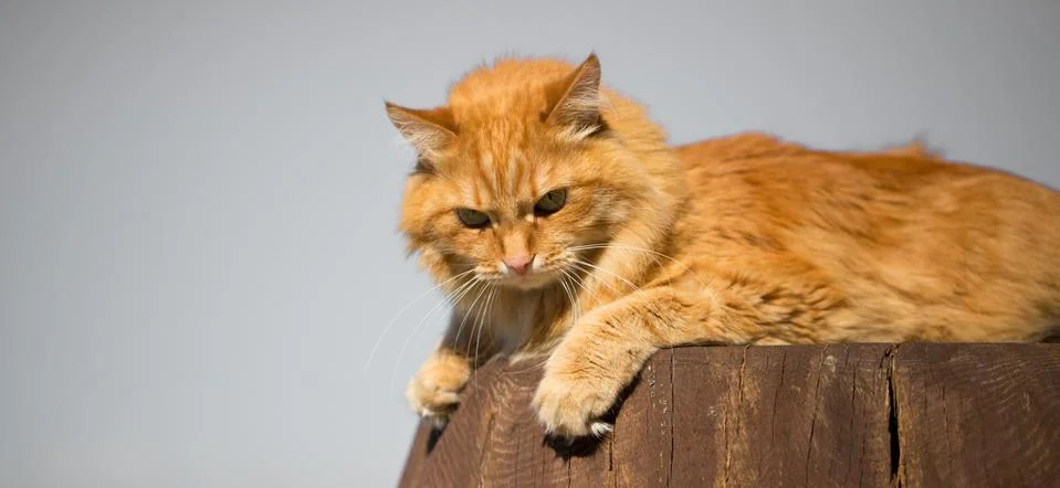Beautiful red cat Stock Photos
