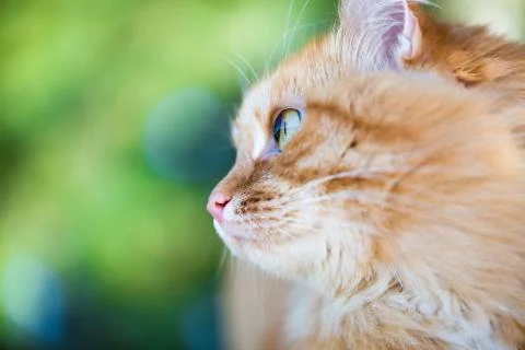 Beautiful red cat Stock Photos