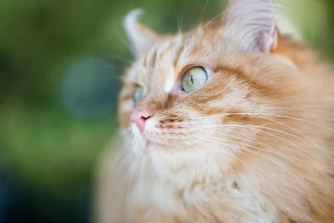 Beautiful red cat Stock Photos