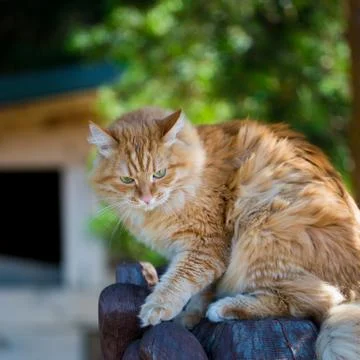 Beautiful red cat Stock Photos