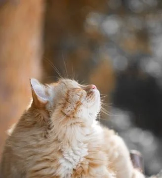 Beautiful red cat Stock Photos