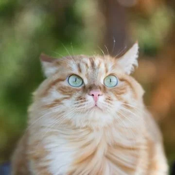 Beautiful red cat Stock Photos