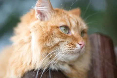 Beautiful red cat Stock Photos