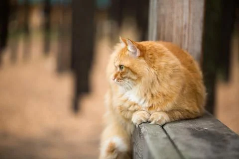 Beautiful red cat Stock Photos