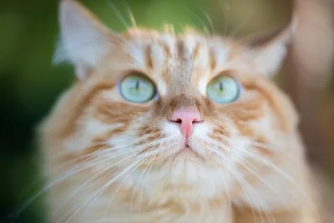 Beautiful red cat Stock Photos