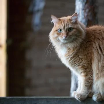 Beautiful red cat Stock Photos