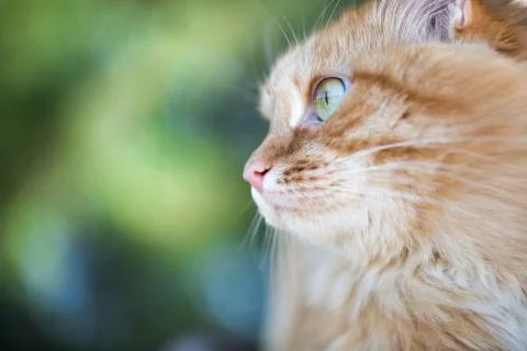 Beautiful red cat Stock Photos
