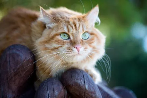 Beautiful red cat Stock Photos