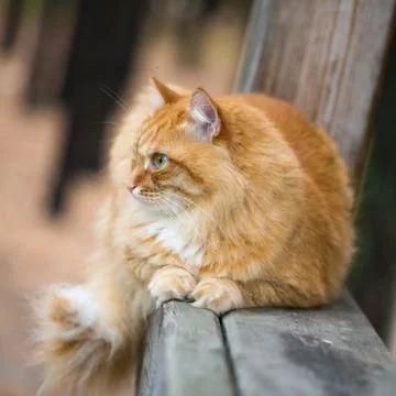 Beautiful red cat Stock Photos