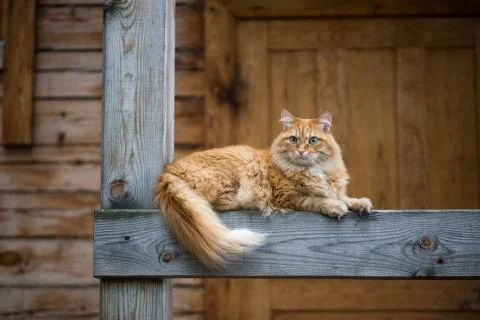 Beautiful red cat Stock Photos