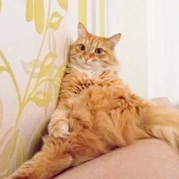 Beautiful red cat Stock Photos