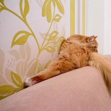 Beautiful red cat Stock Photos