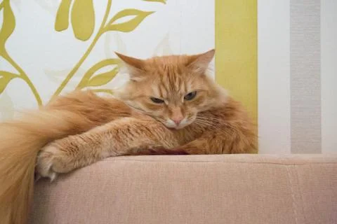 Beautiful red cat Stock Photos