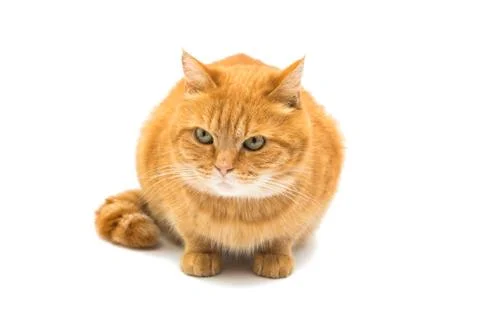 Beautiful red cat Stock Photos