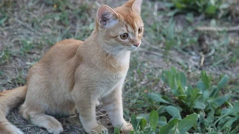 Beautiful red cat sitting on green grass Stock Footage 71470871