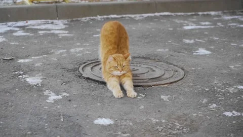Beautiful red cat sitting on the pavement stretches Stock Footage 144542319