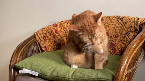 Beautiful red cat washes carefully sitting quietly on the armchair at home. Stock Footage 234330225