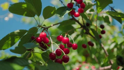Beautiful red cherries against a background of blue sky and green leaves. Video stock 280904643