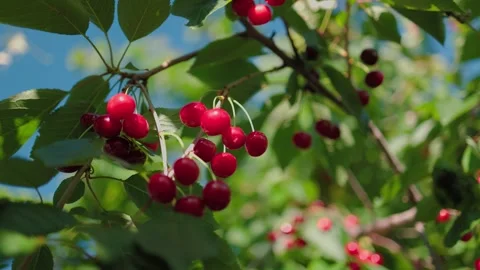 Beautiful red cherries against a background of blue sky and green leaves. Stockbeeldmateriaal 287355360
