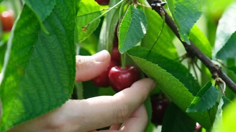 Beautiful red cherries on the cherry tree Vídeos de archivo 246921187