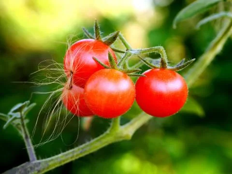 Beautiful Red Cherry Tomatoes Stock Photos