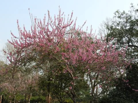 Beautiful red cherry tree Stock Photos