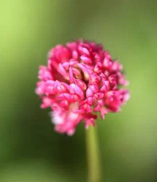 Beautiful red clover Stock Photos
