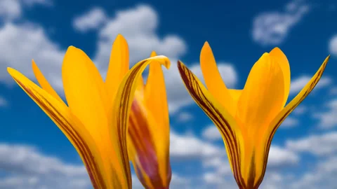 Beautiful red crocus flowers on cloudy sky background Stock Footage 160113165