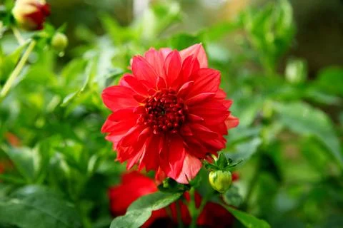 Beautiful Red Dahlia on background of green leaves close up Stock Photos