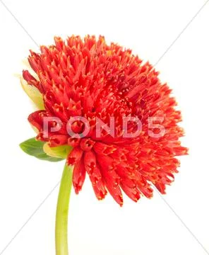 Beautiful red dahlia flower bud Stock Illustration