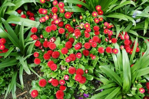 Beautiful red daisies Stock Photos
