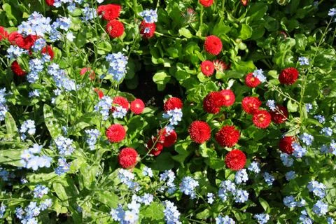 Beautiful red daisies Stock Photos