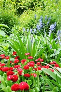 Beautiful red daisies Stock Photos