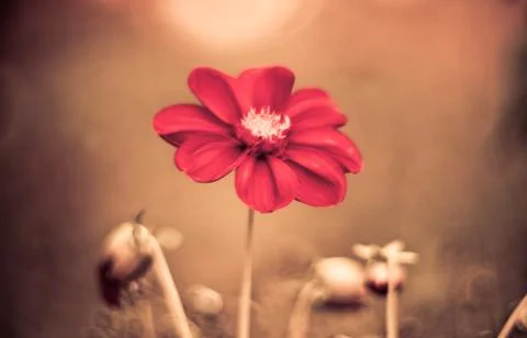 Beautiful red daisy flower slowly spinning on a rotating brown background. To Foto stock