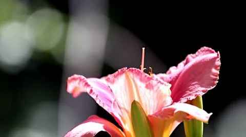 Beautiful red day irish with aussie native bee Stock Footage 10265243