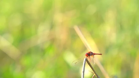 Beautiful red dragonfly flying catch on grass on morning nature Stock Footage 99808147