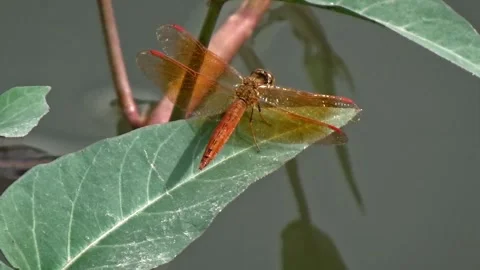 A beautiful red dragonfly perched on a leaf Stock Footage 304471183