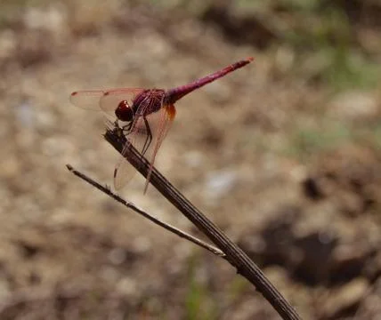 The beautiful red dragonfly Stock Photos