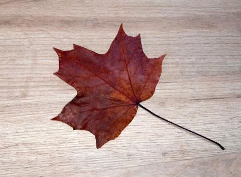 Beautiful red dry maple leaf textured with a lot of streaks Stock Photos
